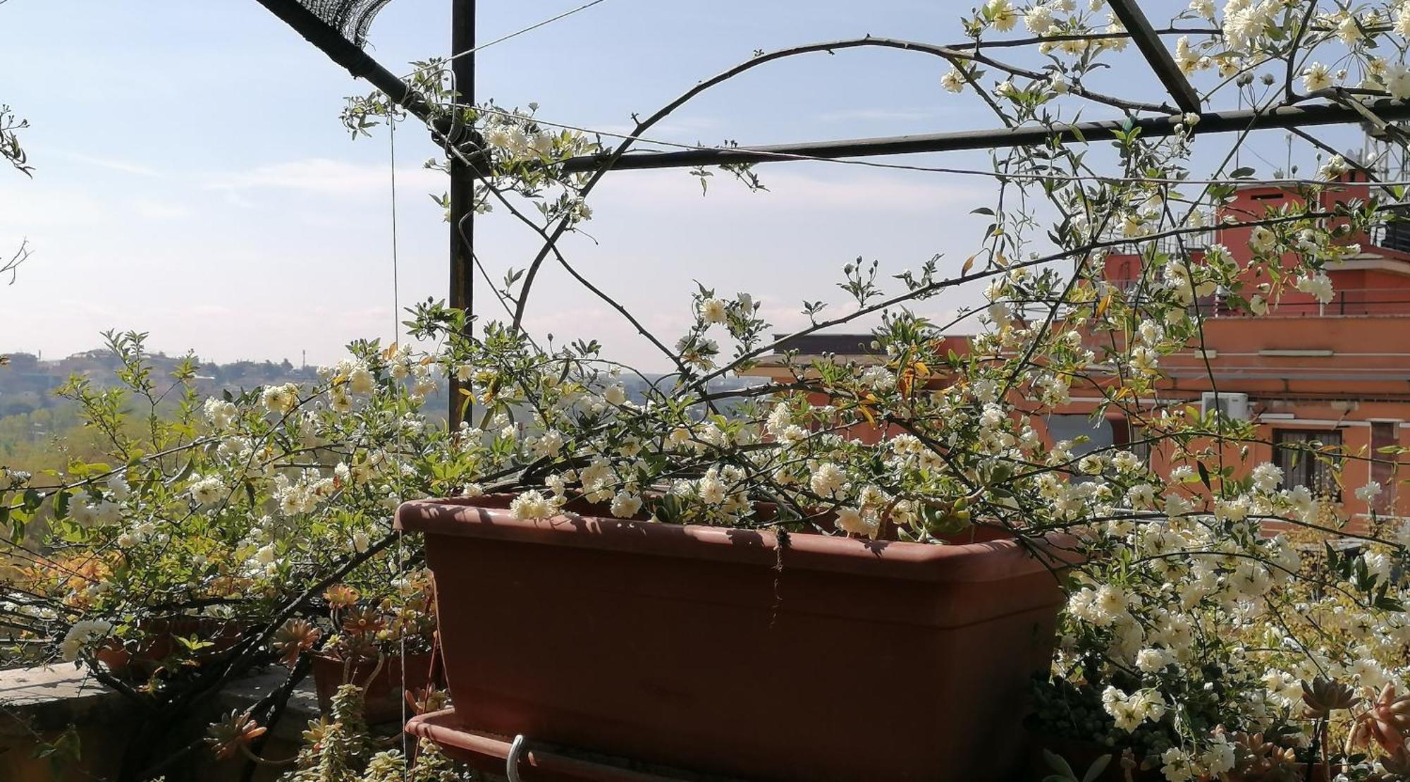 Claudia B&B Rome Bagian luar foto